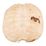 Real Turtle Carapace