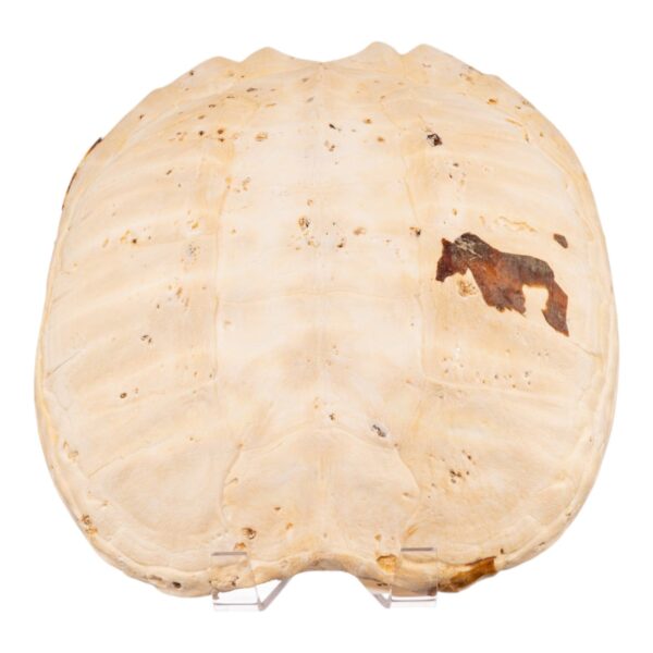 Real Turtle Carapace