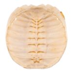 Real Turtle Carapace