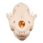 Real Wolf Skull Adolescent -Pathology