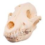 Real Wolf Skull Adolescent -Pathology