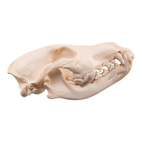 Real Wolf Skull Adolescent -Pathology