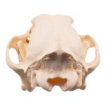 Real Wolf Skull Adolescent -Pathology