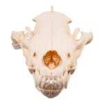 Real Gray Wolf Skull – Pathology
