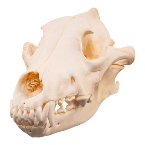 Real Gray Wolf Skull - Pathology