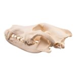 Real Gray Wolf Skull – Pathology