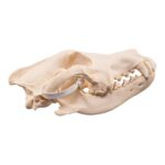 Real Gray Wolf Skull – Pathology