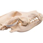Real Gray Wolf Skull – Pathology