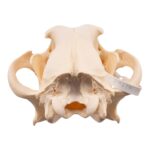 Real Gray Wolf Skull – Pathology