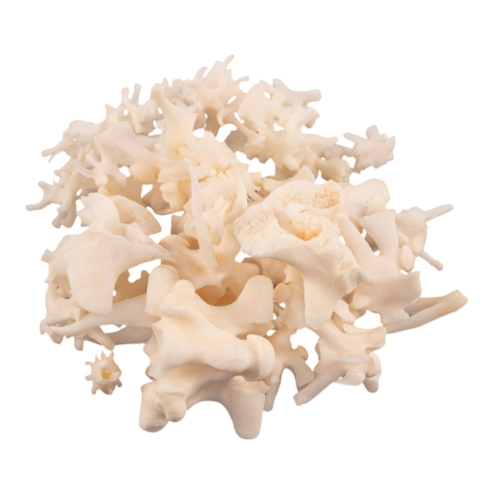 Real Bag-O Snake Vertebrae