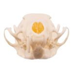Real American Marten Skull – Pathology