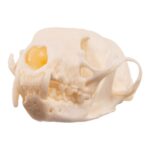 Real American Marten Skull – Pathology