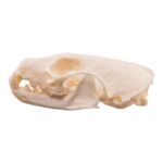 Real American Marten Skull – Pathology