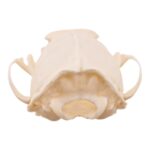 Real American Marten Skull – Pathology