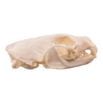 Real American Marten Skull – Pathology