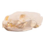 Real American Marten Skull – Pathology
