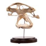Real Bonnethead Shark Skull