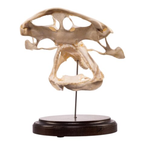 Real Bonnethead Shark Skull