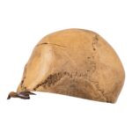 Real Human Calvaria
