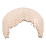 Real Human Skull Cap – Parietal Bones
