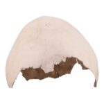 Real Human Child Partial Skull