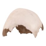 Real Human Child Partial Skull
