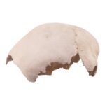 Real Human Child Partial Skull