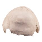 Real Human Child Partial Skull