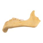 Real Human Child Partial Mandible
