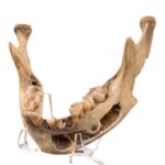 Real Human Mandible – Young