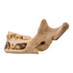 Real Human Mandible – Young