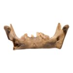 Real Human Mandible – Young