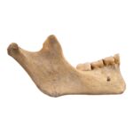 Real Human Mandible – Young