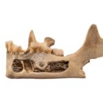 Real Human Mandible – Young