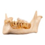 Real Human Mandible – Dissected