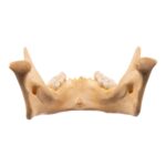 Real Human Mandible – Dissected