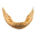 Real Human Mandible – Juvenile
