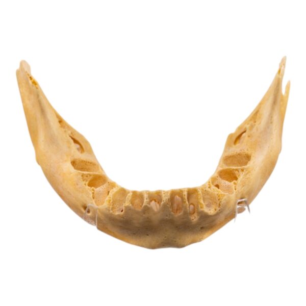Real Human Mandible – Juvenile