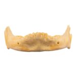 Real Human Mandible – Juvenile
