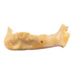 Real Human Mandible – Juvenile