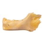 Real Human Mandible – Juvenile