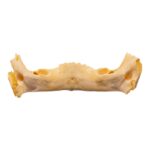 Real Human Mandible – Juvenile