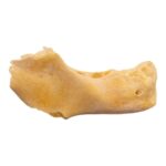 Real Human Mandible – Juvenile