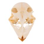 Real Emu Skull – Adolescent