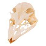 Real Emu Skull – Adolescent