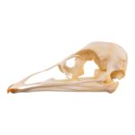 Real Emu Skull – Adolescent