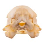 Real Emu Skull – Adolescent