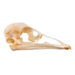 Real Emu Skull – Adolescent