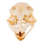 Real Emu Skull – Adolescent – 18 g