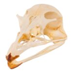 Real Emu Skull – Adolescent – 18 g